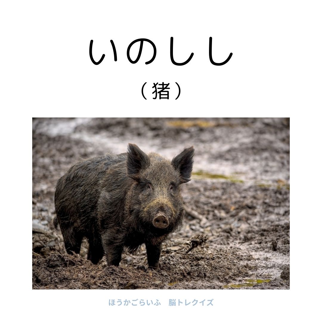 高齢者向け（無料）言葉の並び替えで脳トレしよう！文字（ひらがな）を並び替える簡単なゲーム【動物の名前】健康寿命を延ばす鍵